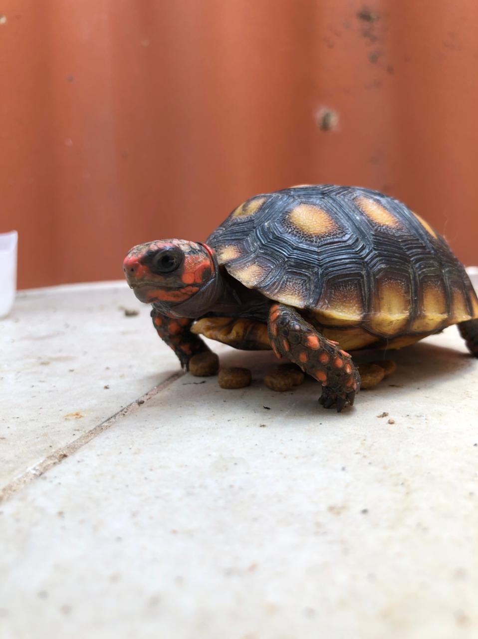 Tartarugas, cágados e jabutis - Esses animais são quelônios. Como sua temperatura se adapta ao ambiente, há uma queda no inverno. E o metabolismo diminui, tornando o animal lerdo. Reprodução: Flipar