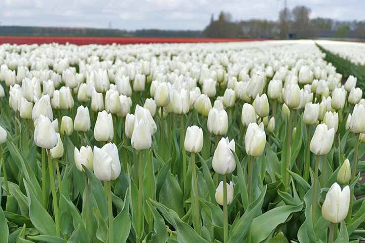 Significado e Simbolismo: As tulipas são frequentemente associadas à fama e à perfeição. Em algumas culturas, elas também são vistas como símbolos de amor e beleza. Reprodução: Flipar