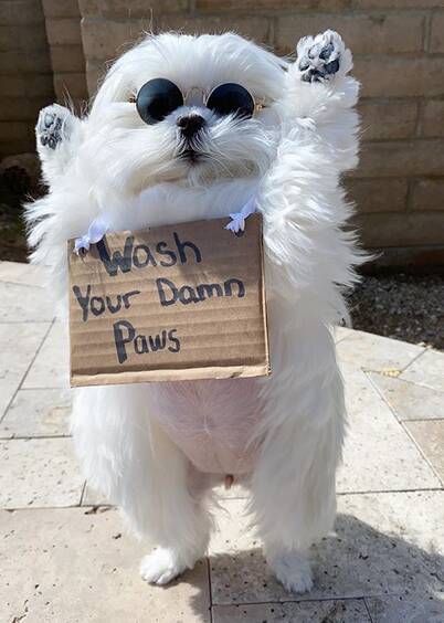 A cachorrinha usa a pose "ficar em pé" para chamar a atenção de seus donos. Foto: Reprodução/ Instagram