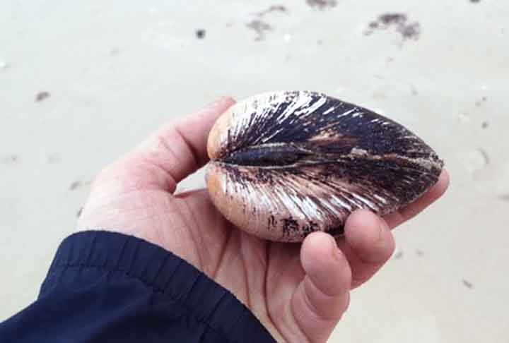 Ele morreu aos 507 anos de idade devido ao manuseio desajeitado de um de seus observadores. Este molusco teria surgido cerca de 7 anos após a descoberta da América por Cristóvão Colombo e durante a dinastia Ming, no ano de 1492. Reprodução: Flipar