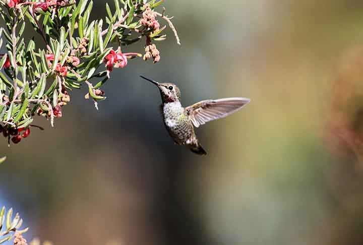 A grevílea oferece inflorescências ricas em néctar, ideais para beija-flores. Suas flores pendentes permitem uma alimentação segura enquanto as aves se mantêm suspensas.
 Reprodução: Flipar