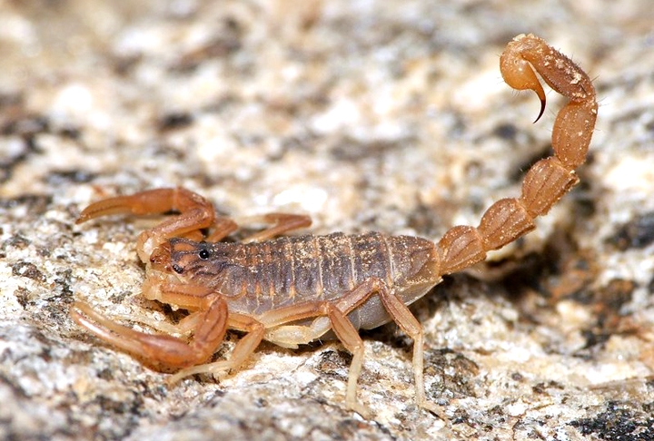 Escorpião: Pouca gente sabe, mas existem registros científicos da existência dos escorpiões há mais de 400 milhões de anos. Acredita-se que tenha sido um dos primeiros animais a viver em terra firme. Reprodução: Flipar