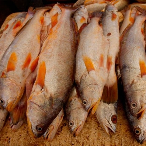 Peixes ricos em ômega-3: Alguns peixes como salmão, atum, sardinha e truta são ricos em ácidos graxos ômega-3. Reprodução: Flipar