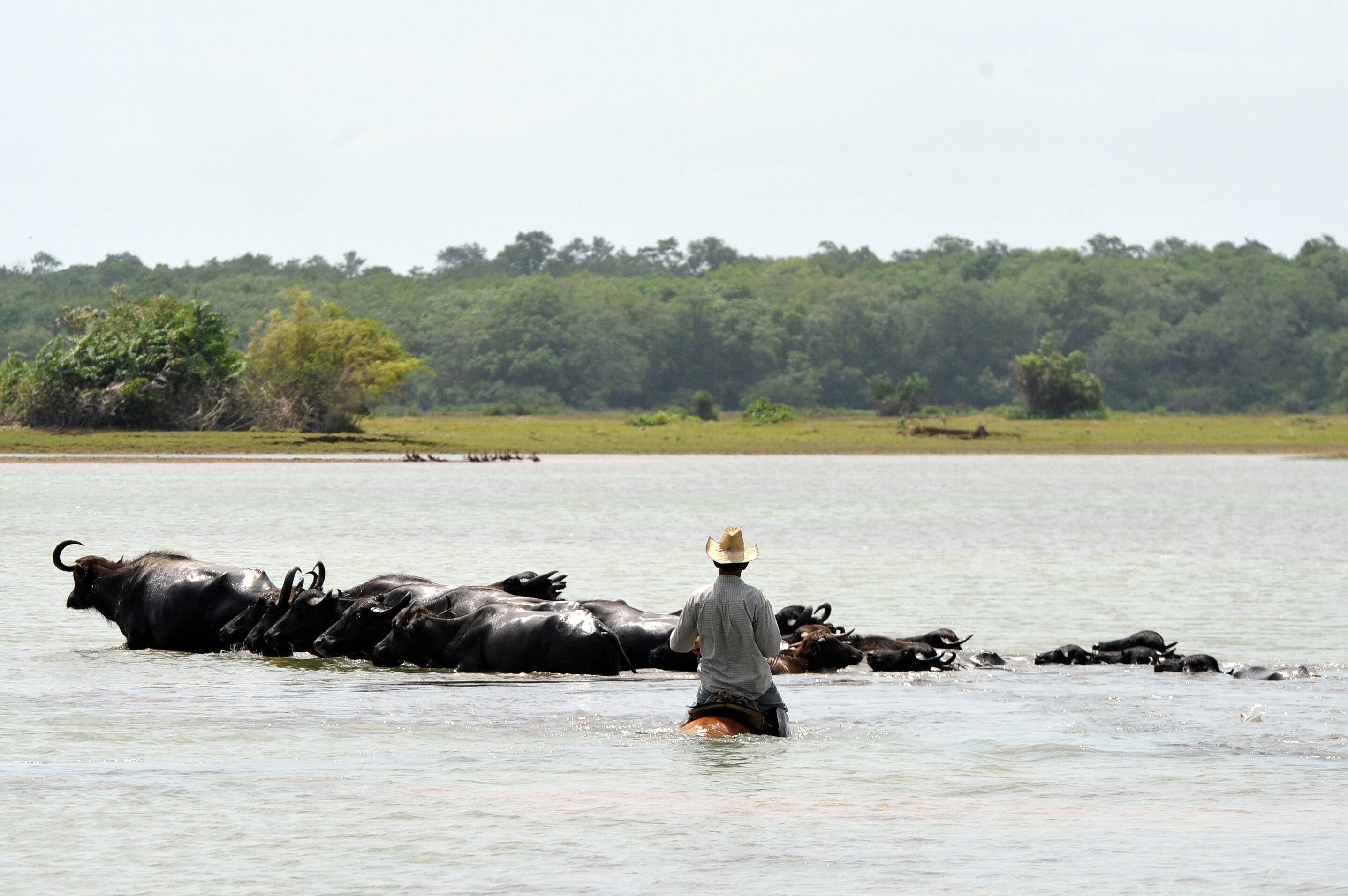 Marajó guarda o maior rebanho de búfalos do Brasil
