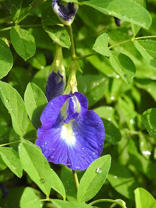 A clitória-azul (Clitoria ternatea), nativa da Ásia tropical, tem flores azuis usadas na culinária e medicina tradicional. É valorizada pelo chá feito com suas pétalas, que muda de cor com variação de pH, e por suas propriedades antioxidantes. Reprodução: Flipar