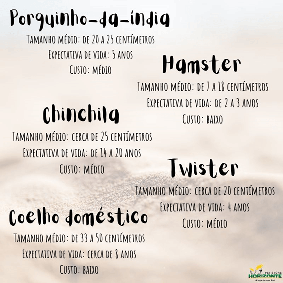 Características dos roedores domésticos e do coelho. Foto: Divulgação/Horizonte Pet Store