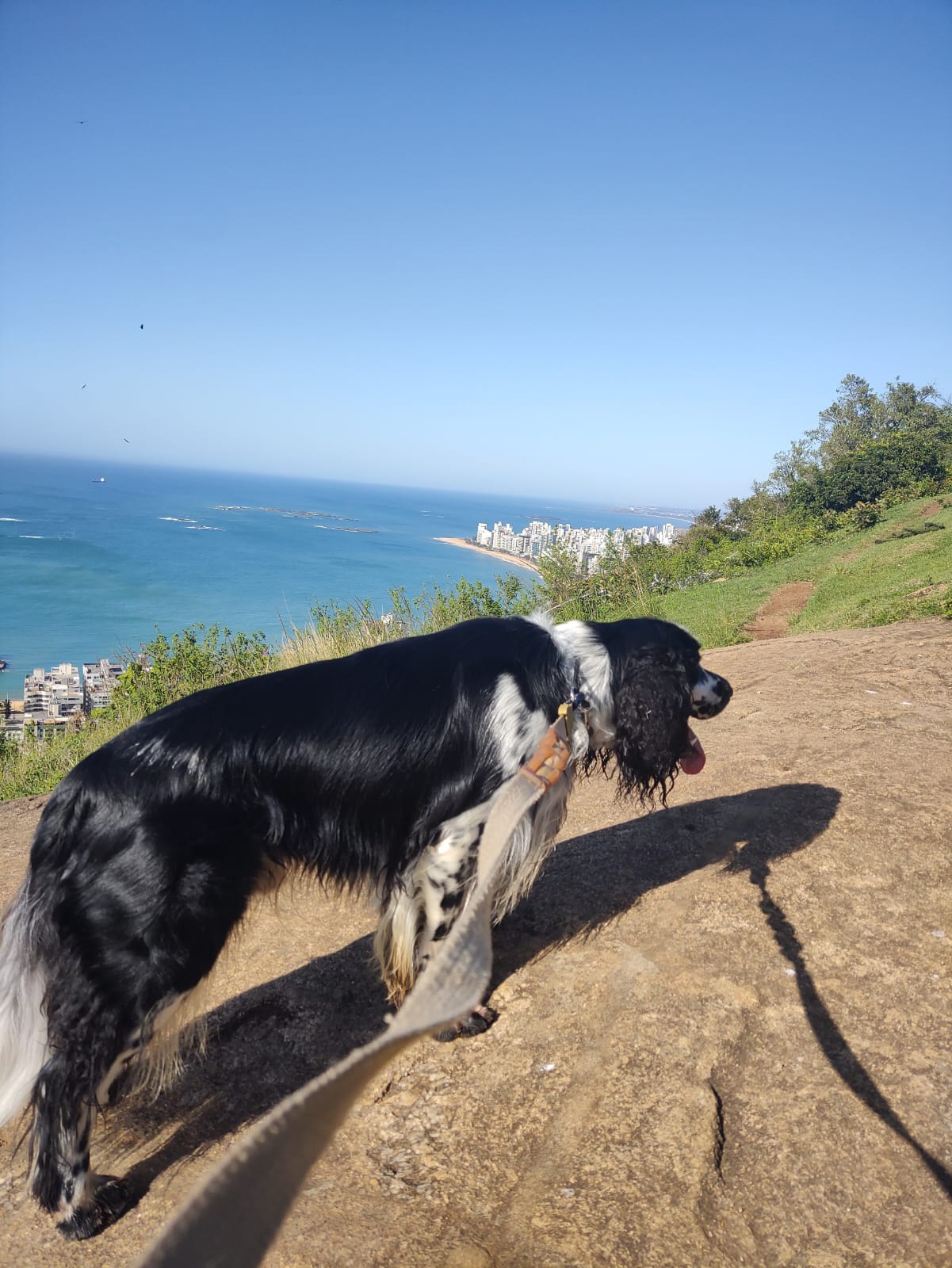 Jack Johnson, cachorro de estimação de Arlindo