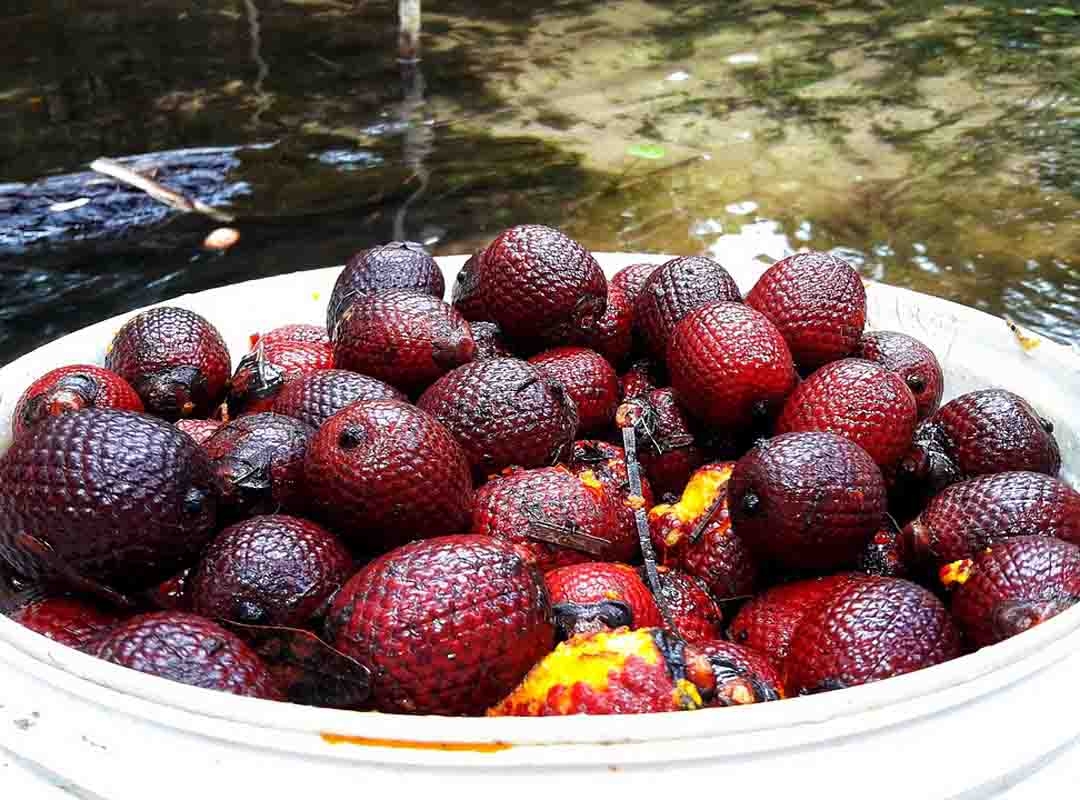 A fruta é rica em vitaminas, ferro, cálcio e proteínas. Consumida ao natural ou usada para doces e sucos. O óleo rico em caroteno tem valor medicinal contra vermes. E também serve para amaciar produtos de beleza. Reprodução: Flipar