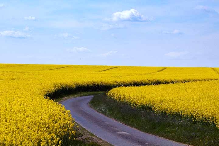 8- Campos de canola em Luoping, China -  Essas plantações começaram a se popularizar na década de 1990, quando a canola passou a ser cultivada em larga escala na região. Reprodução: Flipar