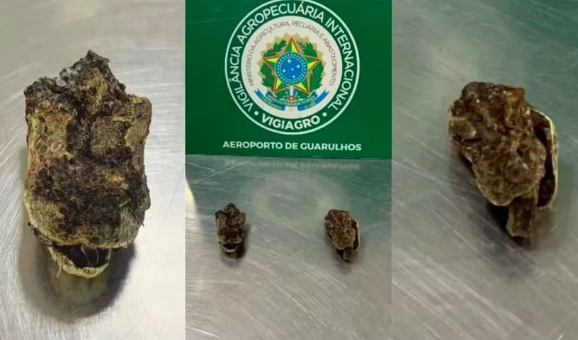 Cabeça de cobra: Um passageiro que chegou da Nigéria transportava duas cabeças de cobra. Quando questionado, alegou não saber do que se tratava. O material foi destruído devido ao risco sanitário. Reprodução: Flipar