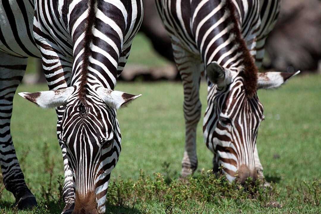 Elas sao mamiferos herbívoros da familia equídeos (cavalos, burros, asnos, pôneis).  Mas diferentemente de seus parentes mais próximos, cavalos e burros, zebras não são domesticáveis. Quem tentou ficou frustrado. Reprodução: Flipar