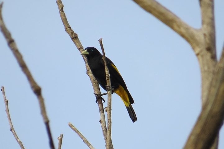No Brasil, o xexéu é bastante comum em regiões de florestas tropicais, cerrados e áreas abertas, especialmente na Amazônia e no Pantanal. Reprodução: Flipar