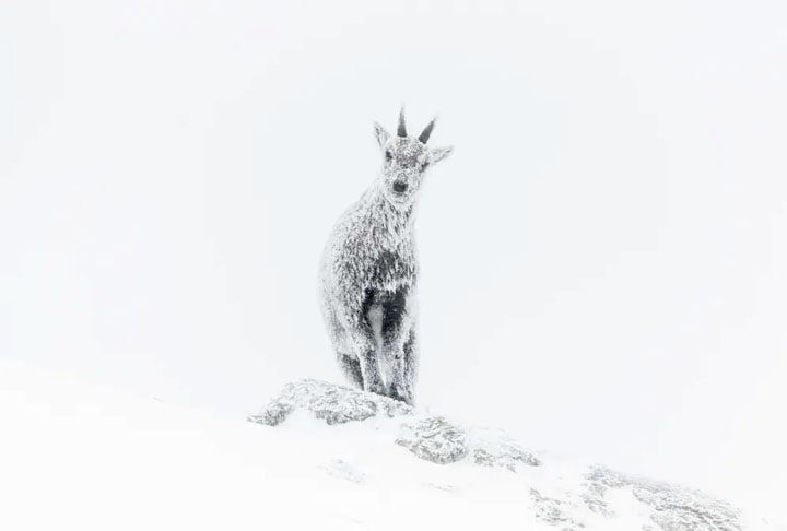 Categoria “Estrela em Ascensão” - Que tal esse “Íbex de gelo”, registrado pelo fotógrafo Luca Melcarne nos Alpes Franceses? Estava tão frio no local que ele precisou descongelar a lente câmera com o ar quente dos pulmões para tirar a foto…
