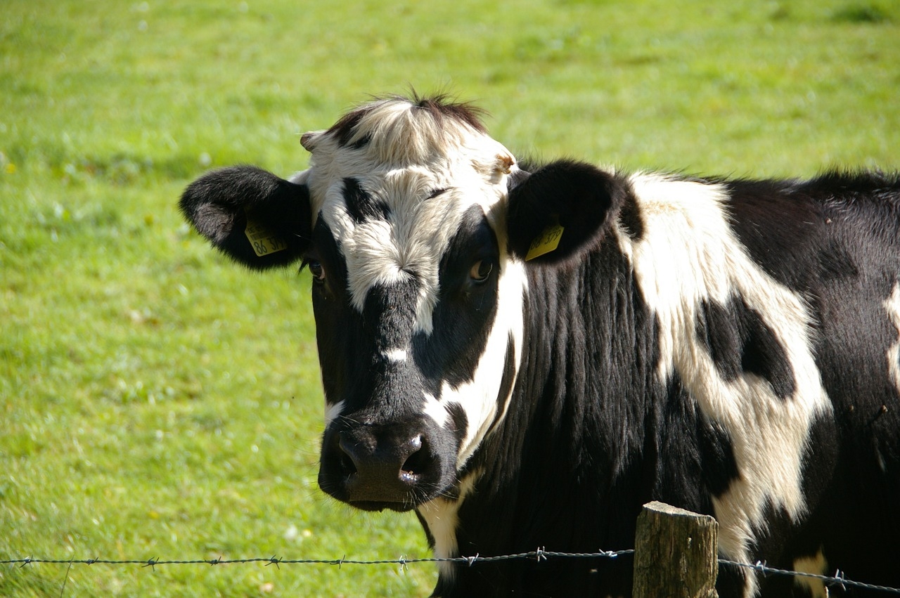 A postagem apresenta Marcio Garcia narrando um vídeo e alertando parta maus-tratos às vacas que produzem o leite. Marcio ainda lança um desafio de ficar uma semana sem consumo de leite de vaca.
