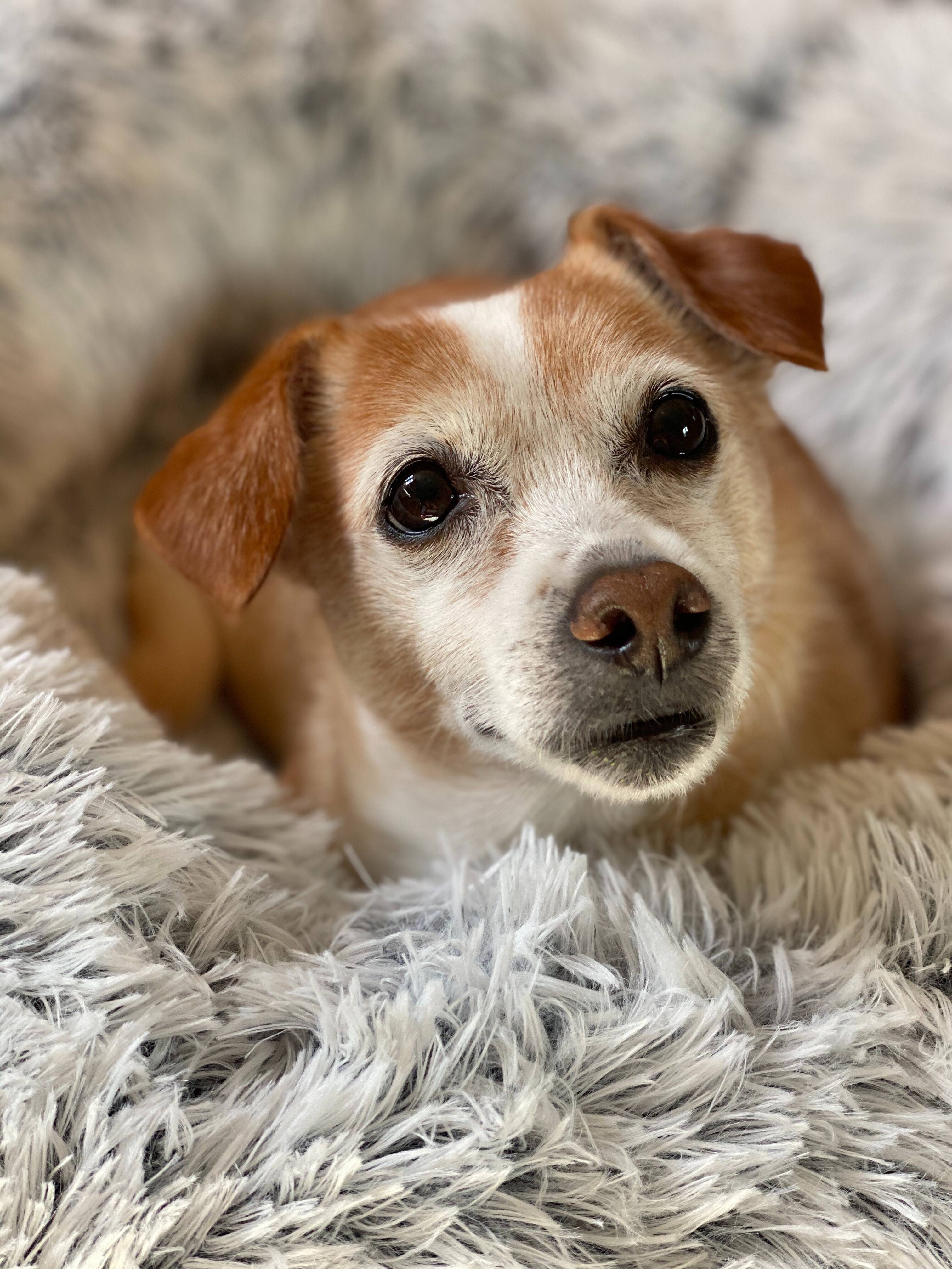 Menor condição física e falta de energia: um cachorro idoso já não tem mais a mesma energia que um cão em plena forma física, quanto maior a idade do pet, ele fica mais calmo. Além disso, ficam mais propensos às doenças que afetam a condição física e diminuem a disposição do pet consideravelmente. Barbara Penfold/Pexels