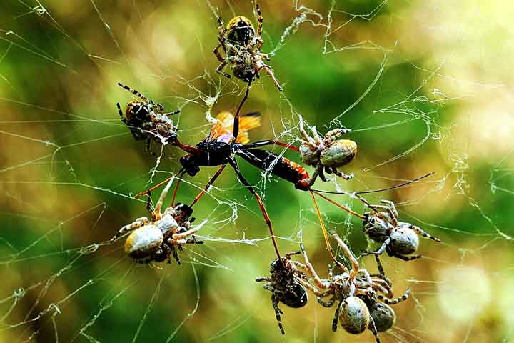 Quando uma presa é capturada pela teia, várias aranhas a envolvem rapidamente e injetam enzimas digestivas.  Reprodução: Flipar