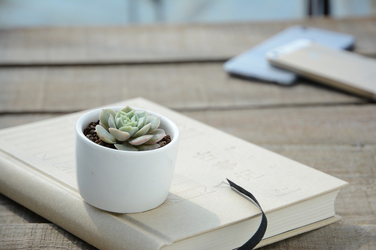 Como os cactos possuem diversos tamanhos, é fácil encaixá-los na decoração de qualquer ambiente. Seja em vasinhos, na mesa de centro da sala, no criado-mudo do quarto ou em jardins e numa varanda. Reprodução: Flipar