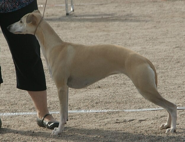 Whippet:  É um cão esbelto, ágil e elegante, conhecido por sua velocidade e comportamento gentil. É afetuoso, dócil, e se adapta bem a ambientes internos, sendo uma ótima companhia familiar. Reprodução: Flipar