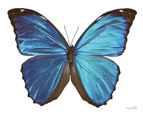 A borboleta-azul (Morpho menelaus), originária das florestas tropicais da América Central e do Sul, destaca-se por suas asas de um azul iridescente. Essa cor vibrante não vem de pigmentos, mas de uma estrutura microscópica nas escamas das asas que reflete a luz. A borboleta é famosa por seu voo gracioso e por seu papel polinizador em seu habitat. Reprodução: Flipar