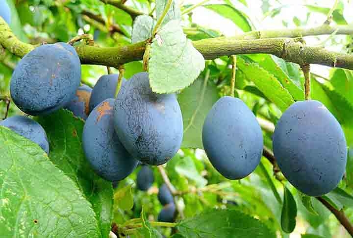 Flavonoides e carotenoides também tornam a ameixa uma aliada na prevenção do envelhecimento precoce, pois combate os radicais livres que danificam as células. Reprodução: Flipar