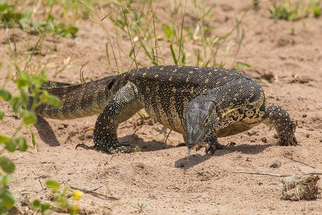 LAGARTO DO NILO (Varanus niloticus) - Origem: África Subsaariana. É comum em áreas próximas a fontes de água, como rios, pântanos e lagos, e habita tanto savanas quanto florestas. Reprodução: Flipar