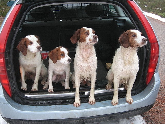 Se o veículo for uma caminhonete e o cachorro estiver solto na caçamba, a multa é mais alta: R$ 195,23. E o motorista leva 5 pontos na carteira, além de retenção do veículo, já que a infração é considerada grave. 	 Reprodução: Flipar