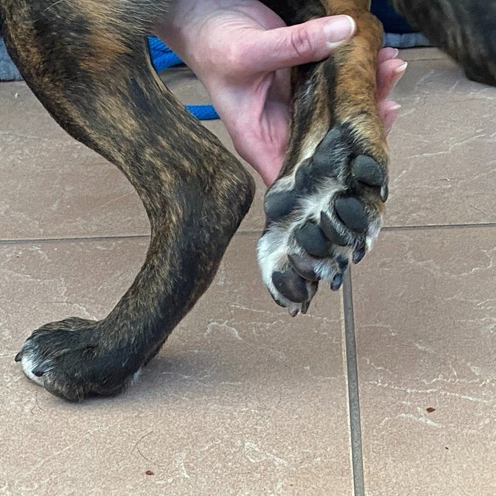 Exame revela cachorro com cinco patas Reprodução/Wisconsin Humane Society