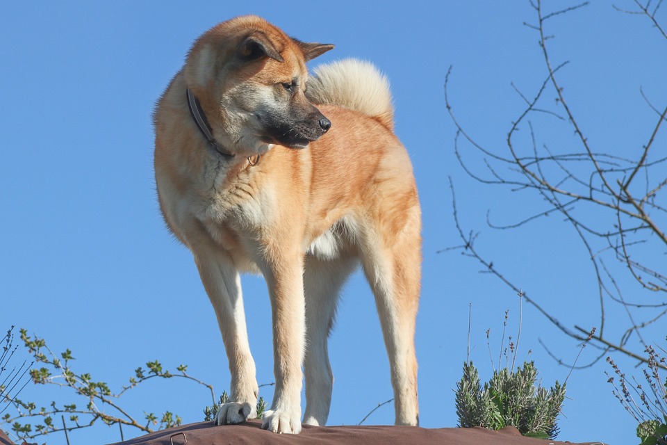 O Akita Inu já foi usado como cão de guarda e de caça ao longo dos anos. Foto: Manfred Richter/Pixabay 