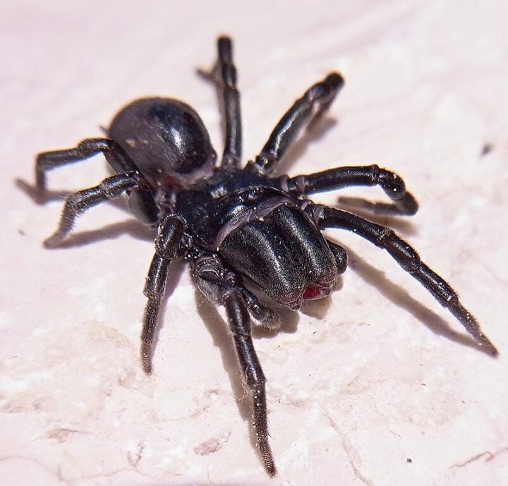 Aranhas-toureiro (Atypus affinis): Essas aranhas são encontradas principalmente em regiões da Europa, Ásia e América do Norte. Para surpreender suas presas, elas constroem tocas subterrâneas em solos macios, como areia ou solo argiloso.  Reprodução: Flipar