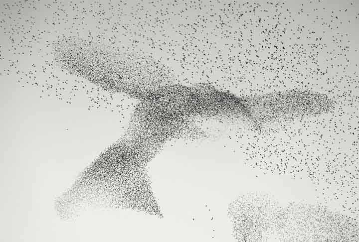 Starling Murmuration: a caminho de poleiros comunitários, Roma, Itália. Reprodução: Flipar