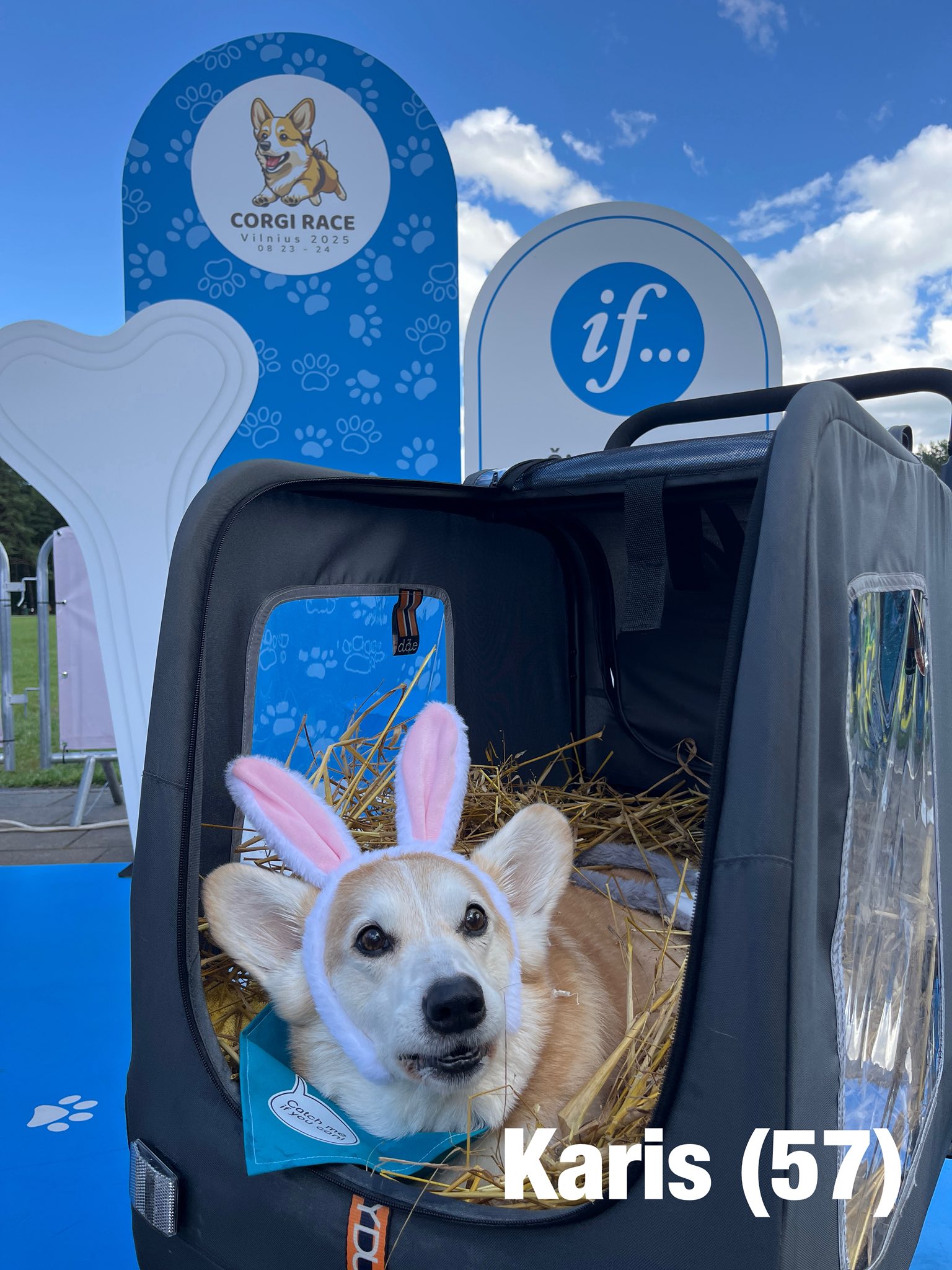 Corrida de Corgis reúne competidores fantasiados na Lituânia. Foto: Facebook/Corgi Race Vilnius