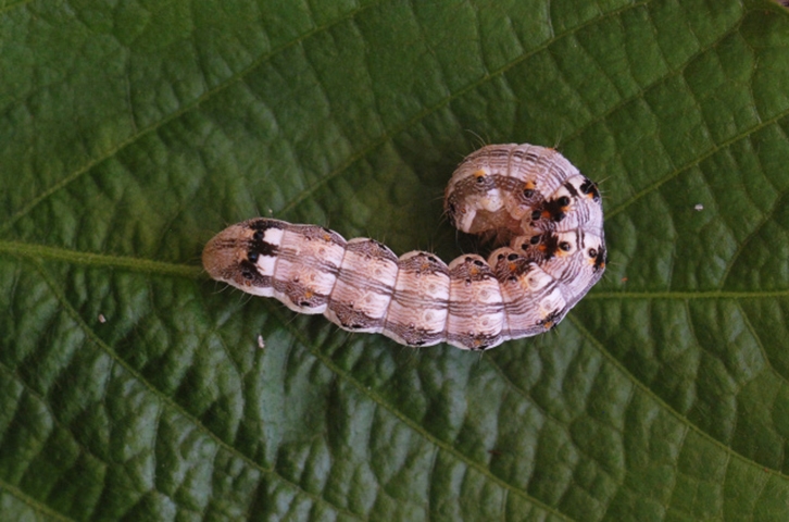 Lagarta Helicoverpa - Prolifera, principalmente, nas culturas de soja, algodão, feijão e milho. As larvas atacam ramos, flores e cápsulas de semente.  Reprodução: Flipar