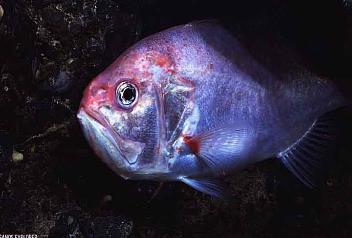 O maior peixe-relógio já encontrado tinha 75 cm de comprimento, pesava cerca de 7 kg e viveu 150 anos. Reprodução: Flipar