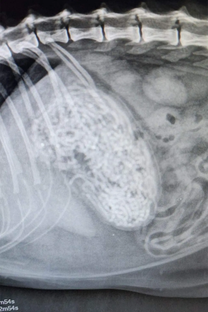 Imagem da radiografia tirada de Juliet mostram um estranho bloquei no intestino. Foto: Charleston Animal Society