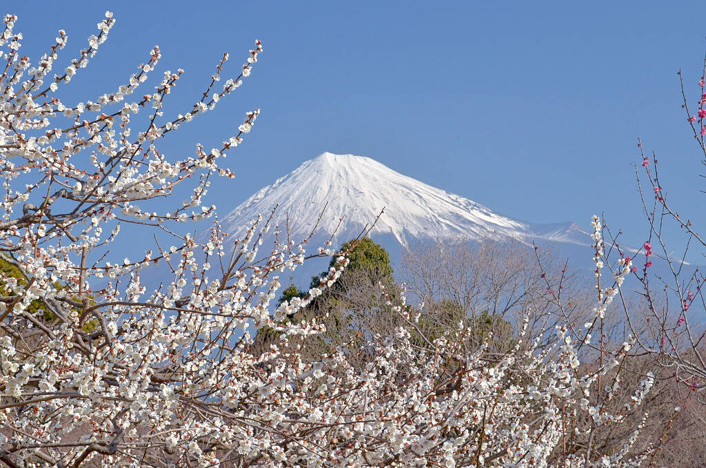 Monte Fuji Shizuoka Prefectural Tourist Association