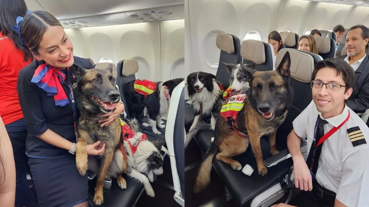 Rex, Orly e Balam receberam carinho e atenção dos passageiros. Foto: Reprodução/Instagram @Rexsark9 21.04.2023