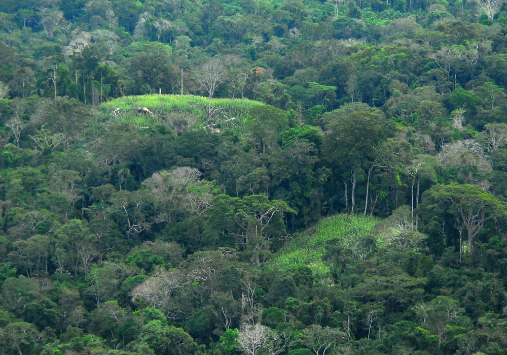 Além de se estender por oito estados brasileiros, a Amazônia se prolonga por outros oito países: Peru, Equador, Colômbia, Venezuela, Bolívia, Guiana, Suriname e Guiana Francesa.
 Reprodução: Flipar