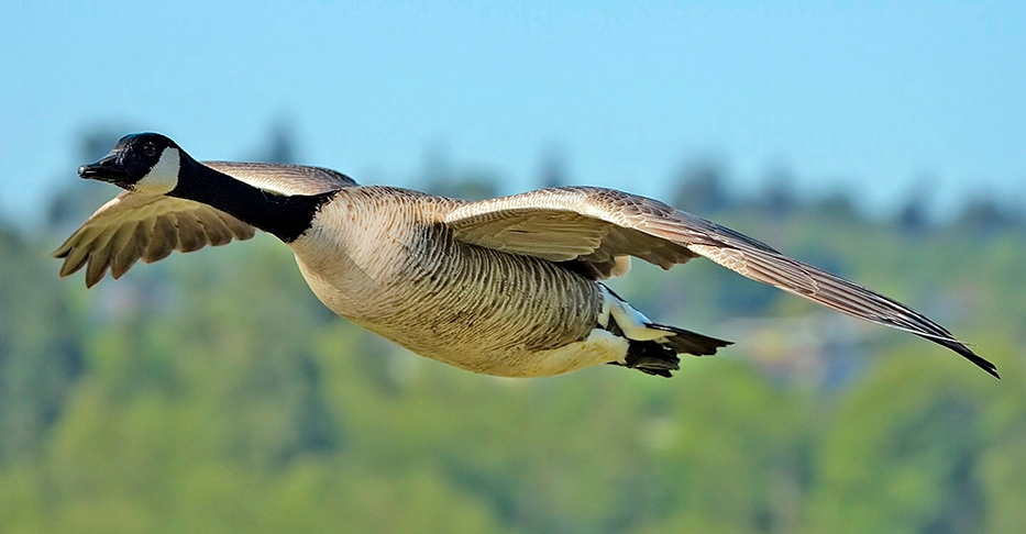 O pouso de emergência foi feito porque o voo US Airways 1549 sofreu uma colisão com gansos canadenses, espécie comum na região (foto). Eram 15h27 quando aves bateram no avião e foram sugadas pelos motores, que perderam potência.  Reprodução: Flipar