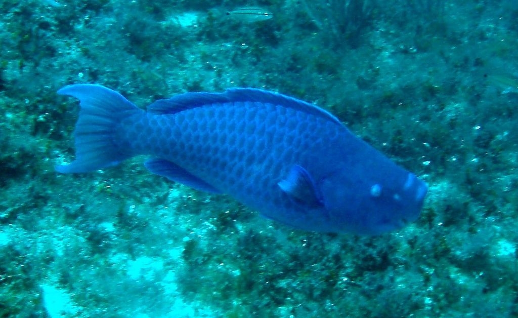 O peixe-papagaio-azul (Scarus coeruleus), nativo do Oceano Atlântico ocidental, é encontrado principalmente nos recifes de coral do Caribe. Conhecido por sua intensa coloração azul e por sua habilidade de triturar corais com dentes fundidos em forma de bico, o peixe desempenha um papel importante na manutenção dos recifes, transformando corais mortos em areia Reprodução: Flipar