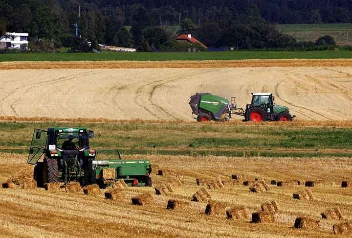 O processo de fabricação começa com a colheita dos caules, que são secos ao sol para remover a umidade. Após isso, a palha pode ser cortada, prensada ou triturada, dependendo do uso Reprodução: Flipar