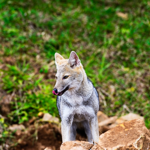 Diante disso, o mamífero foi transferido para o setor de animais silvestres. Com aparência incomum para um graxaim-do-campo, mas hábito alimentar idêntico ao dessa espécie de canídeo, o bicho deixou os pesquisadores intrigados.  Reprodução: Flipar