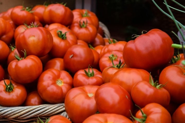 A Itália possui cerca de 90.000 hectares de terras cultivadas com tomate, produzindo em torno de 6 milhões de toneladas anualmente.  Reprodução: Flipar