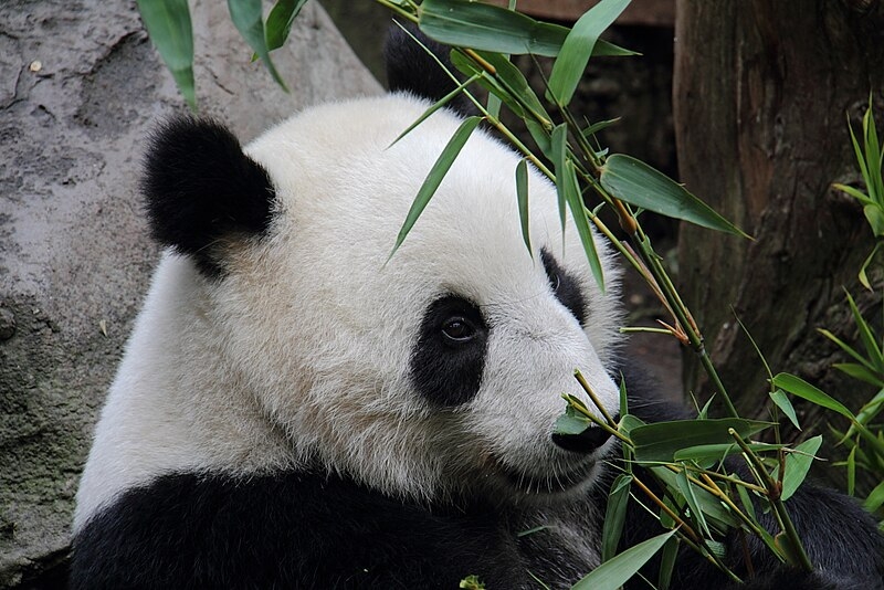 Em 2021, autoridades da China anunciaram que os pandas gigantes não constam mais da lista de animais sob risco de extinção. Reprodução: Flipar