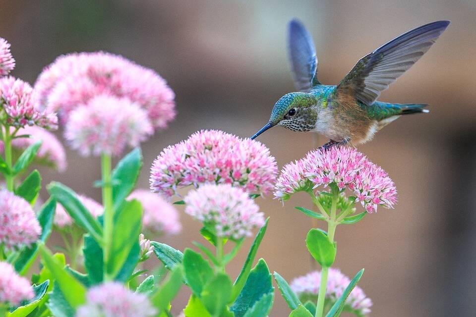 A presença de flores trará as aves naturalmente até a sua casa. Foto: Pixabay