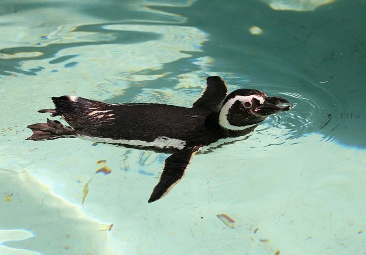 Dos pinguins encontrados na praia, apenas 24 estavam vivos. A contagem foi feita pela Associação R3 Animal. Reprodução: Flipar