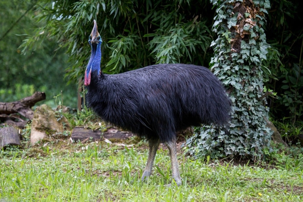CASUAR - Pode atingir até 1,8 metros de altura e pesar cerca de 75 kg. Tem plumagem negra, pele colorida azulada no pescoço e um capacete ósseo na cabeça. Reprodução: Flipar