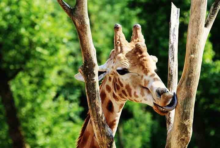 A língua da girafa é... azul! Ela tem essa cor por conta da concentração de melanina, pigmento que protege dos raios ultravioletas do sol. Além disso, podem chegar a 45 cm. Reprodução: Flipar