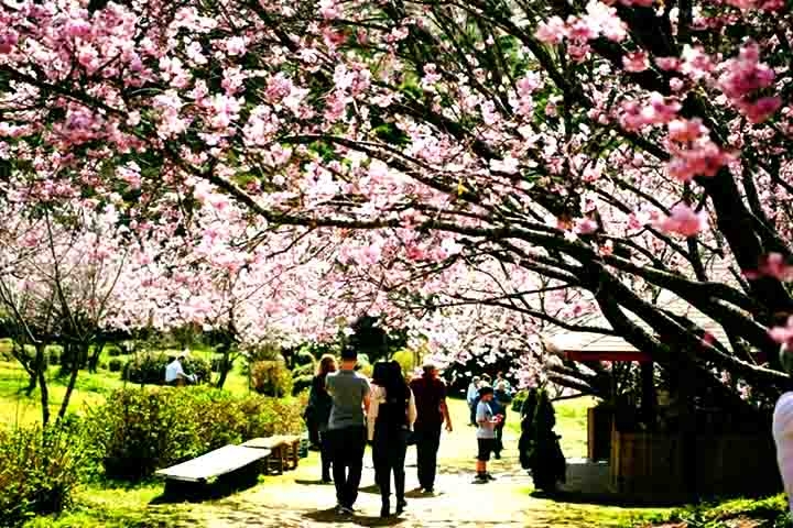 E para deixar tudo ainda mais especial, Campos se prepara para uma nova edição de um de seus eventos mais tradicionais: a Festa da Cerejeira em Flor, que em 2025 chega à sua 54ª edição. Reprodução: Flipar