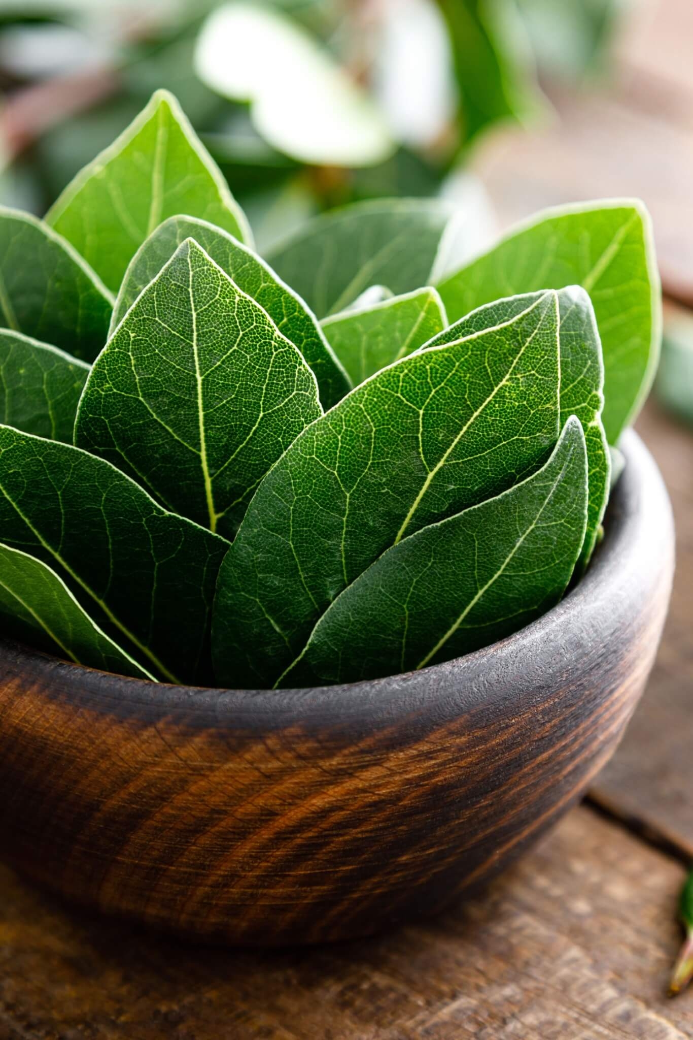 3. Simpatia para fechar o corpo e trazer sorte Em uma vasilha, coloque três ramos de manjericão, três folhas de louro e três ramos de alecrim e misture. Acrescente dois litros de água e deixe descansar por uma tarde. Depois, mergulhe os seus pés nessa água por cinco minutos, fazendo três vezes o sinal da cruz e dizendo: “meu corpo está fechado por séculos sem fim. Amém”. Ao final do ritual, jogue a água na pia e as ervas no lixo. Lave a vasilha e a utilize como de costume. Reprodução: EdiCase