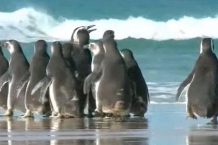 O pinguim-de-magalhães aparece com certa frequência no litoral brasileiro, em especial de Santa Catarina, entre junho e setembro.
 Reprodução: Flipar